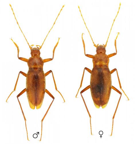 Réf. 197 566 : Isereus serullazi